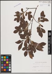 Foto von Salix cinerea L.